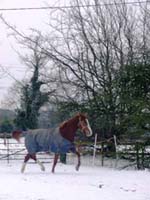 Kilkea Lodge Farm Bed & Breakfast, 
Castledermot, 
Co. Kildare,
Ireland