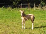 Kilkea Lodge Farm Bed & Breakfast, 
Castledermot, 
Co. Kildare,
Ireland